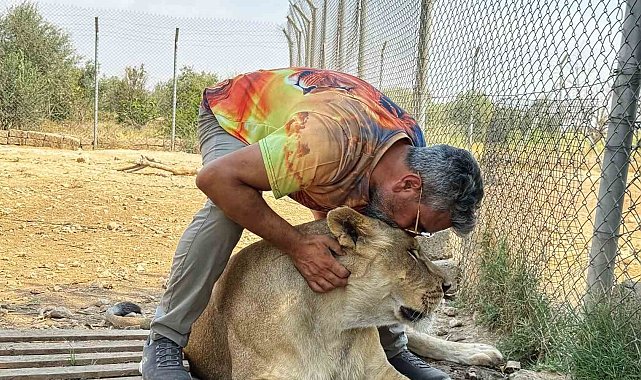 Vahşi hayvanlara olan sevgisini 12 yıldır aslanları besleyerek sürdürüyor