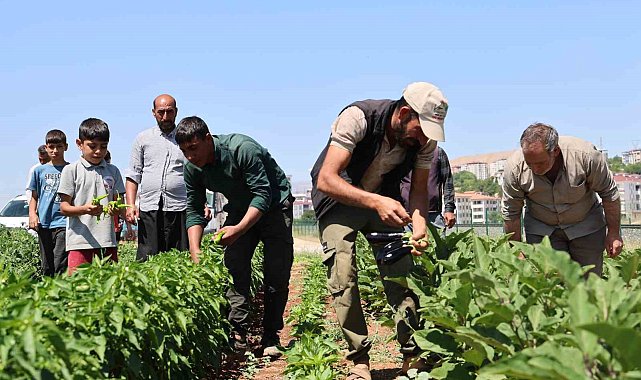 Vatandaş tarladan sofraya sebzeye doyacak