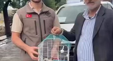 Vatandaşlar ve askerlerin bulduğu 3 kerkenez yavrusu doğaya salındı