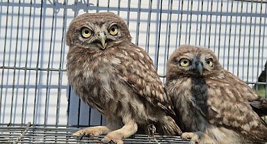 Vatandaşların bulduğu yavru kukumavlar uçmaya hazır