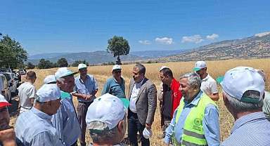 Vezirköprü'de kanola hasadı başladı