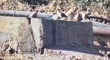 Yaban hayvanlarına can suyu