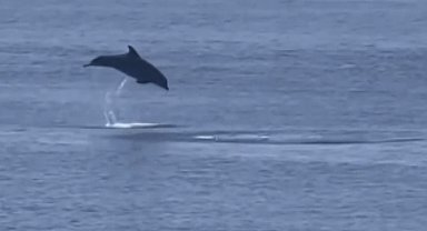 Yalova Esenköy'de yunus şov