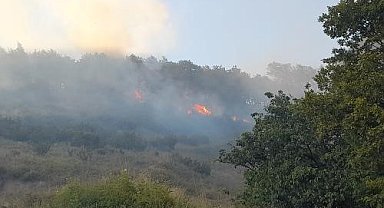 Yalova'da orman yangını