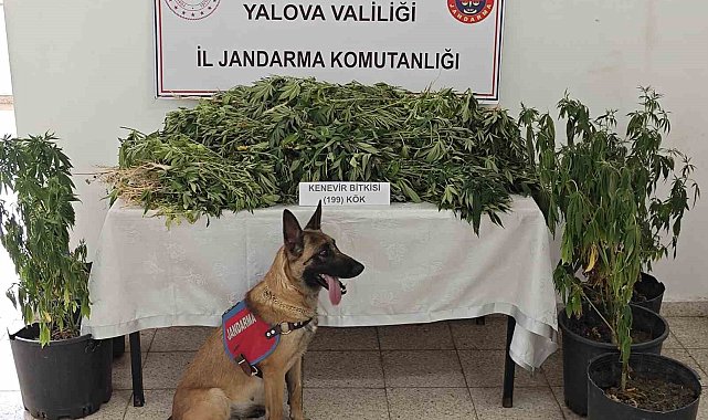 Yalova'da uyuşturucu operasyonunda 1 tutuklama