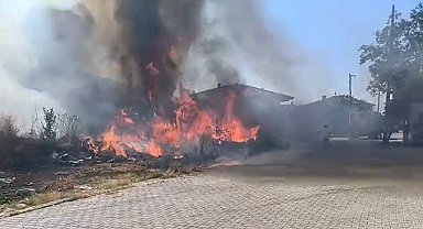 Yalova'da zeytinlikte yangın