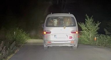Yangında mahsur kalan hayvanları tahliye ettiler