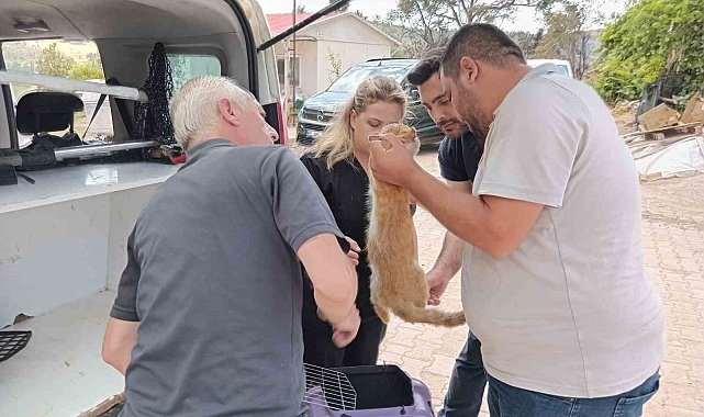 Yangından etkilenen hayvanlar unutulmadı
