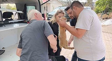 Yangından etkilenen hayvanlar unutulmadı