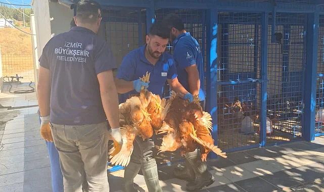 Yangından kurtarılan tavuklarına kavuştu