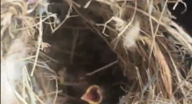 Yangının ortasından kuş yuvasını kurtardılar