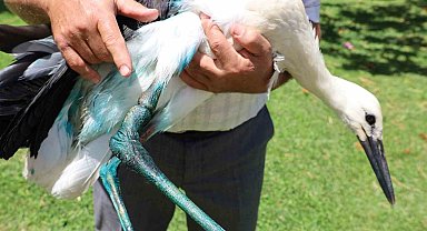 Yaralı leyleğe imamdan şefkat eli: "Kur'an kursumuzun maskotu oldu"