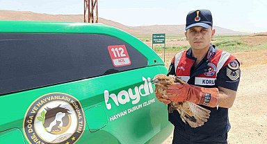 Yaralı şahin koruma altına alındı