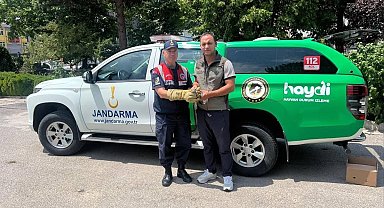 Yaralı yavru baykuş'a jandarma şefkati
