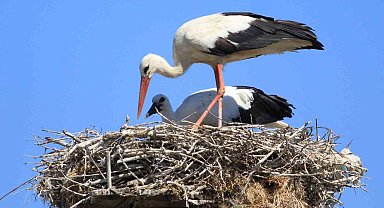 Yaren leyleği kıskandıracak Leylek Köyü