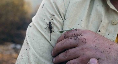 Yatağan'daki orman yangını kontrol altına alındı, soğutma çalışmaları sürüyor