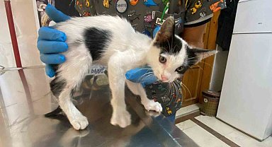 Yavru kedi ölümden döndü: Veteriner hekimden önemli uyarı