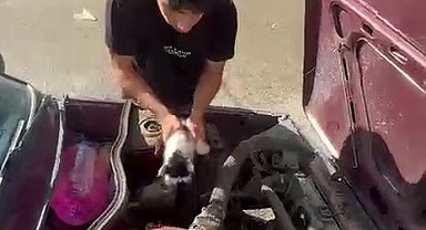 Yavru kedi otomobilin motor bölümünde sıkıştı