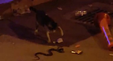 Yılan ile kedinin kavgası kamerada