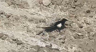 Yılanın karga ve kartalla mücadelesi kameralara yansıdı