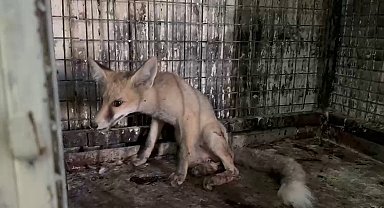 Yol ortasında yaralı olarak bulunan tilki tedavi altına alındı