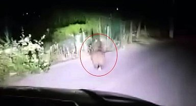 Yola inen yavru ayı cep telefonu ile görüntülendi