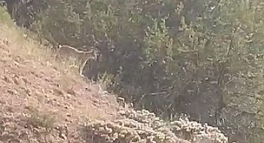 Yozgat'ta vaşak görüntülendi