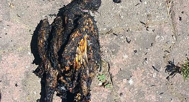 Yüksek gerilim hattına konan karga yangın çıkardı