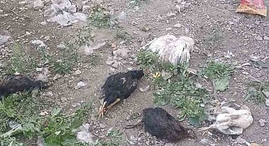 Yüksekova'da başıboş köpekler 21 hindi ve tavuğu telef etti