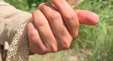 Yüksekova'da en zehirli türlerden birine ait olduğu değerlendirilen yılan derisi bulundu