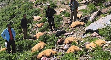 Yüksekova'da uçurumdan atlayan 20 koyundan 12'si telef oldu