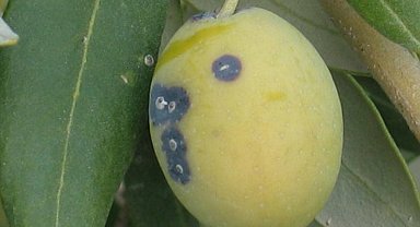 Zeytin üreticilerine 'Zeytin Kabuklu Biti' uyarısı