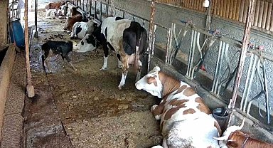 Zincirli anne ile yeni doğan buzağının kavuşma mücadelesi