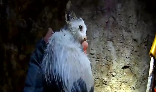 20 metrelik kuyuya düşen yavru kedi kurtarıldı