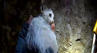 20 metrelik kuyuya düşen yavru kedi kurtarıldı