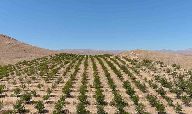 250 dekarlık alana 10 binin üzerinde vişne ağacı dikerek zoru başardı