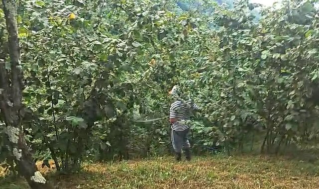 'Drakula' bahçeleri kuruttu, 4 bin 100 dekar alandaki fındık ağaçları söküldü