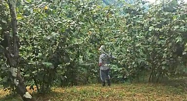 'Drakula' bahçeleri kuruttu, 4 bin 100 dekar alandaki fındık ağaçları söküldü