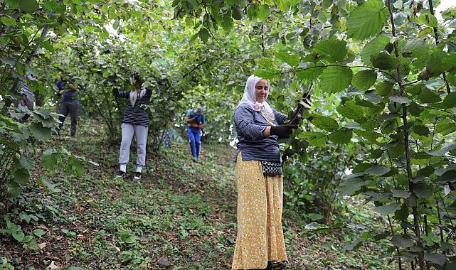 'Fındık Dalda, Aklın İşçide Kalmasın' projesi, işçi ve üreticileri memnun ediyor