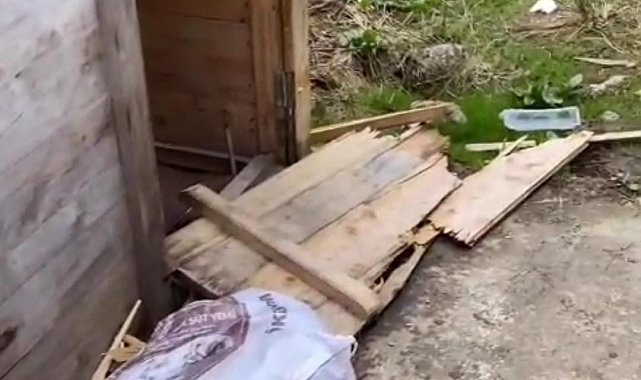 Aç kalan ayılar yayla evlerinden sonra turistlerin konakladığı bungalovlara dadandı