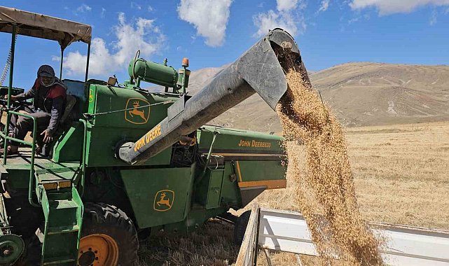 Adilcevaz Uzunsırt Yaylası'nda buğday hasadı yapıldı