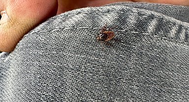 Adıyaman'da korkutan kene görüntülendi