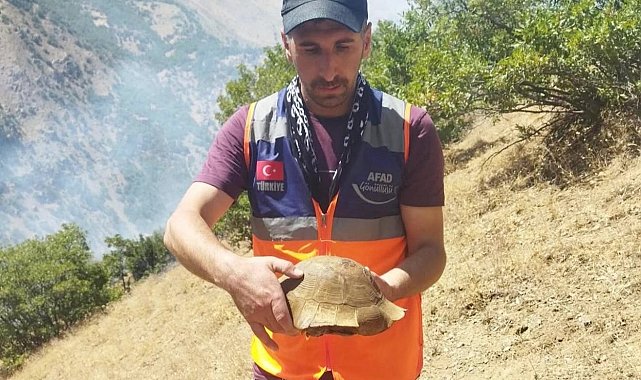 AFAD gönüllüsü yangın bölgesindeki kaplumbağayı kurtardı
