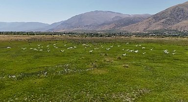 Afrika'dan göç eden leylek sürüsü Erzincan'da mola verdi