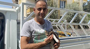 Ağaçta mahsur kalan yavru kedi vatandaşın dikkatiyle kurtarıldı
