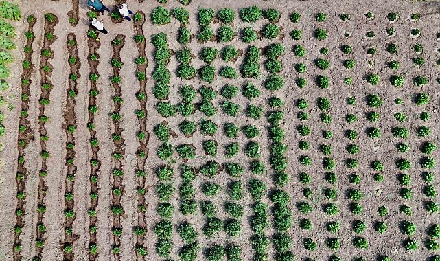 Ağrı'da hibeli sebze üretimi meyvesini verdi, hedef 14 bin ton verim