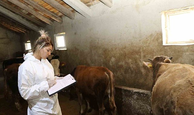 Ağrı'da şap hastalığına karşı aşılama çalışmaları sürüyor