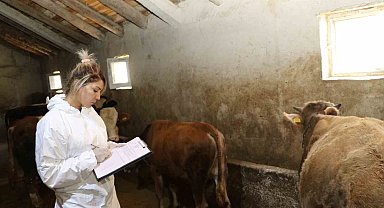 Ağrı'da şap hastalığına karşı aşılama çalışmaları sürüyor
