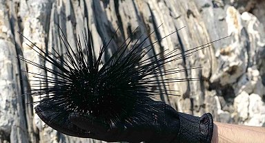 Akdeniz'de bir dönem korku salmıştı, zehirli istilacı tür yok olmaya başladı