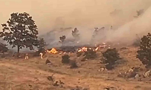 Aksaray'da ağaçlık alanda yangın